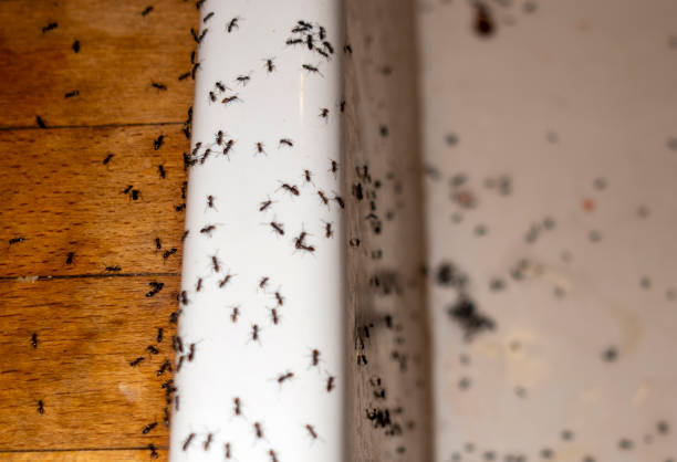 Best Residential Pest Control  in Carlisle Rockledge, AL